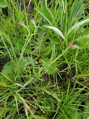 Gnidia gymnostachya