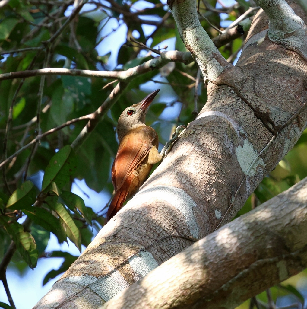Red-billed Woodcreeper (Uniform)