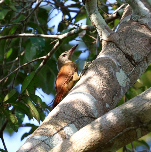 Red-billed Woodcreeper (Uniform)