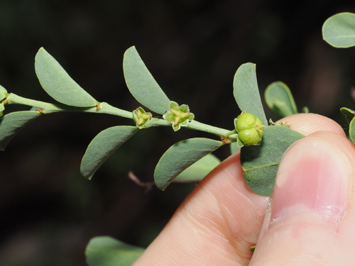 rockspurge (Phyllanthus saxosus)