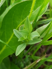 Trifolium africanum africanum