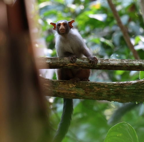 Rondon's Marmoset