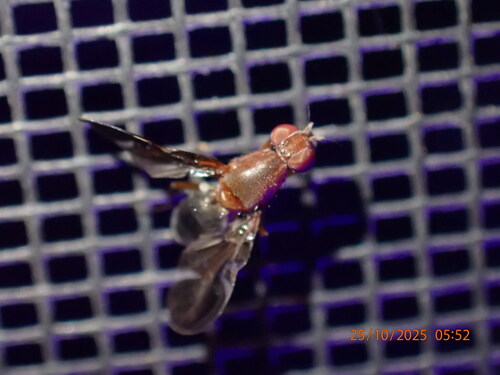 Unknown species found near Dunedin, FL, USA