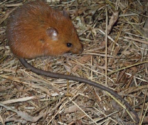 Brazilian arboreal mouse (Rhagomys rufescens) — Vulnerable Mammalia