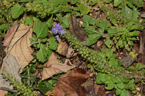 Veronica ovata iNat (1)