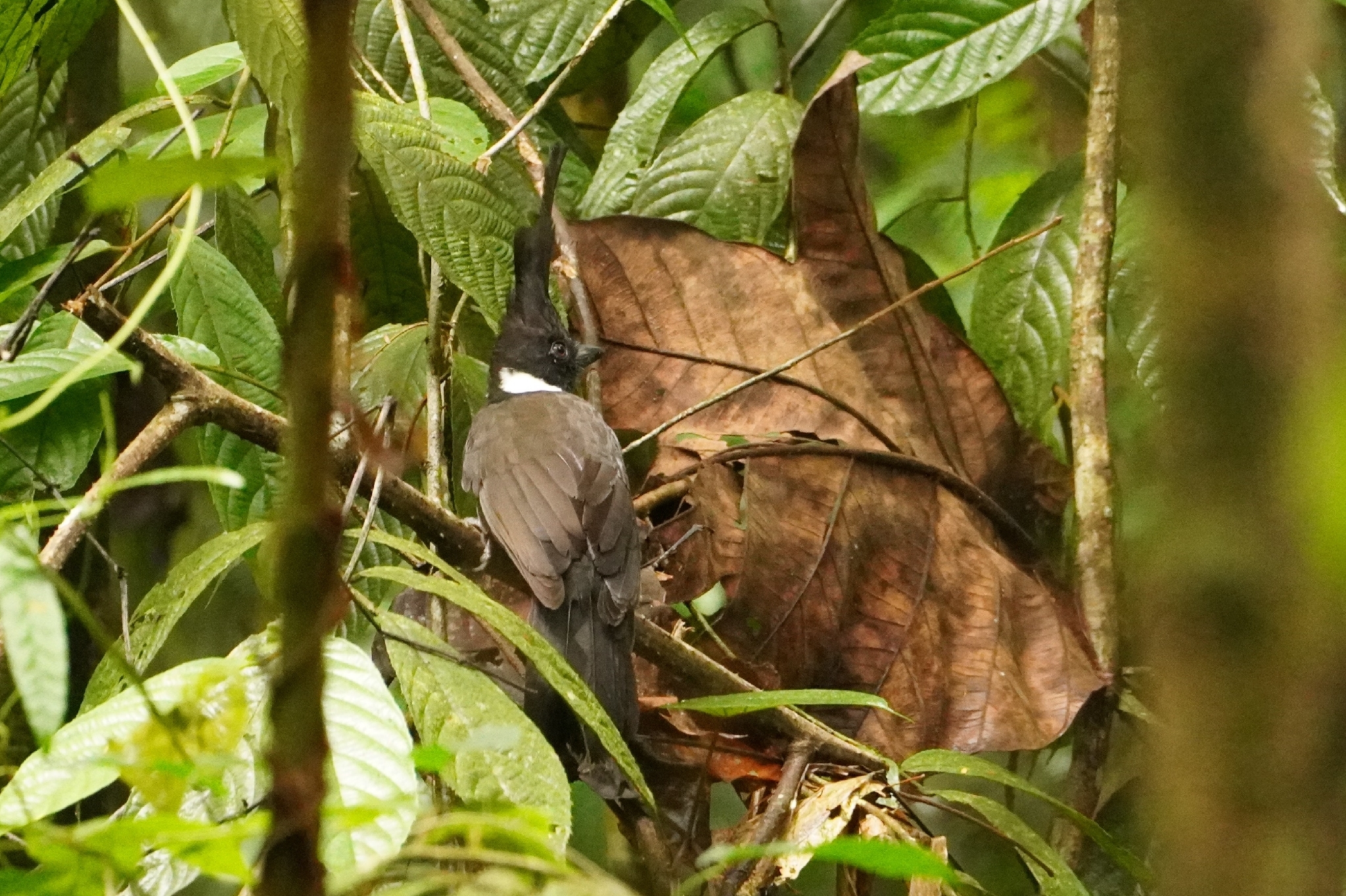 Crested Jayshrike (Platylophus galericulatus), photo 2