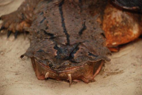 Amazon Mata Mata, Chelus fimbriata