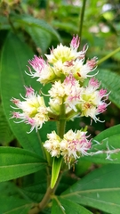 Miconia