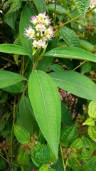 Miconia