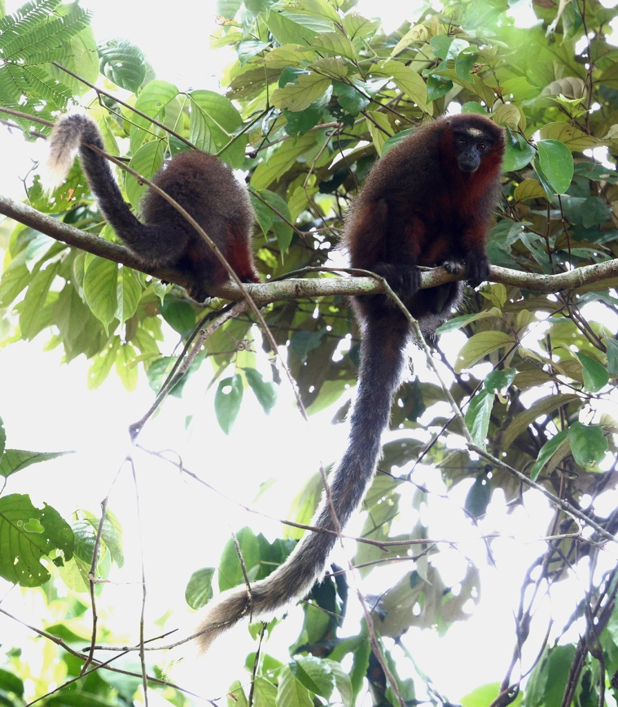 Chestnut-bellied Titi