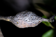 Andricus chrysolepidicola