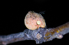 Disholcaspis simulata