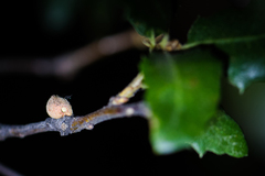 Disholcaspis simulata