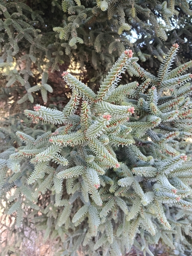 Avistamiento Pinsapo