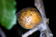 Disholcaspis simulata