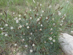 Dalea candida oligophylla