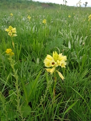 Eulophia welwitschii