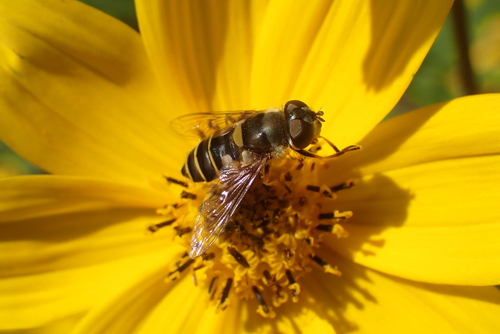 Unknown species found near Silver Spring, MD, USA