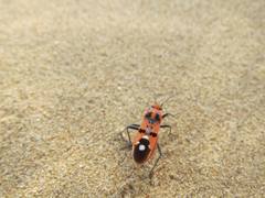 Spilostethus longulus