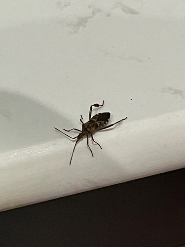 Western Conifer Seed Bug