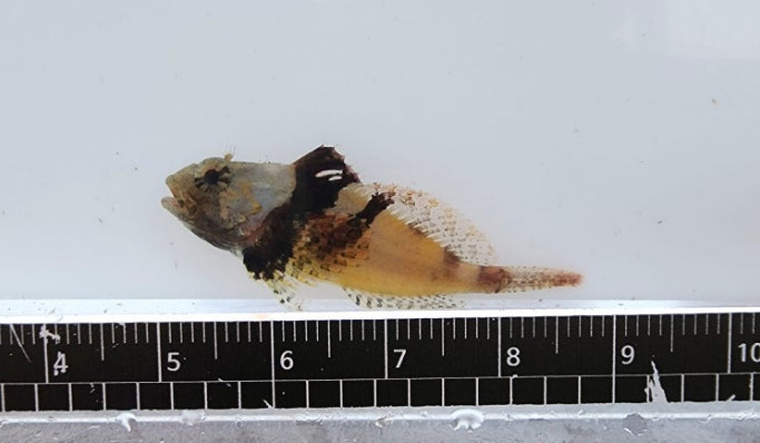Slender fringed sculpin (Porocottus leptosomus) — Cottidae