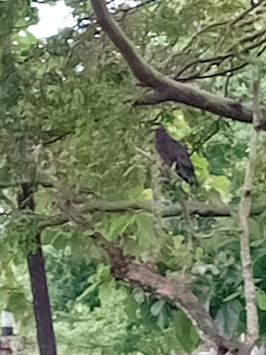 Ceylon Serpent-Eagle