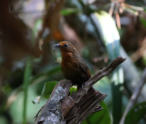 Musician Wren (Ferruginous)