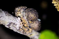 Andricus chrysolepidicola