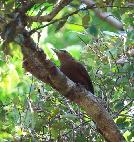 Cinnamon-throated Woodcreeper (devillei)