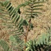 Acacia erythrantha