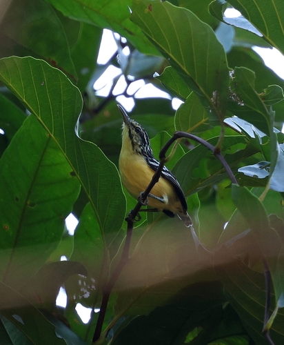 Sclater's Antwren