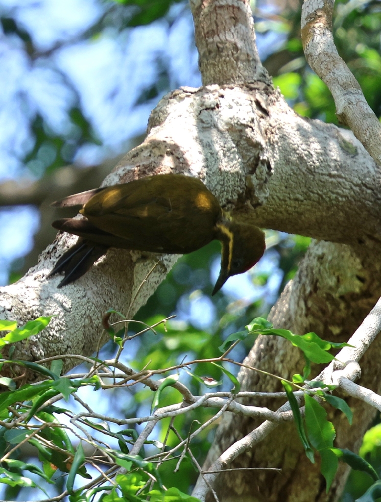 Golden-green Woodpecker (Spot-throated)