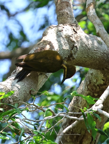 Golden-green Woodpecker (Spot-throated)