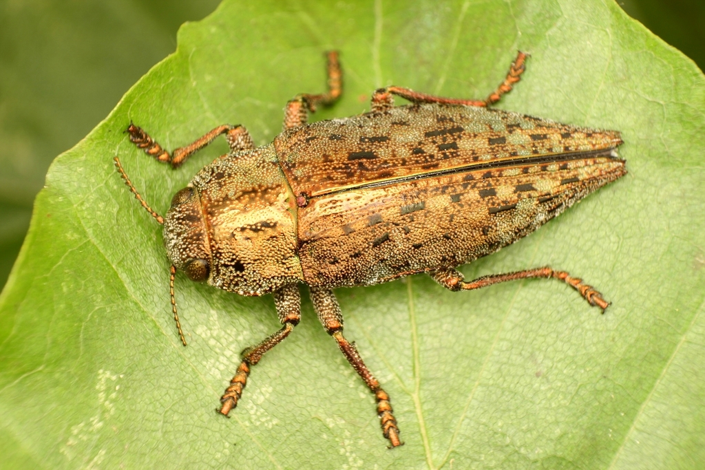 Dicerca berolinensis