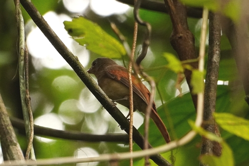Rufous-winged Philentoma (Philentoma pyrhoptera), photo 10