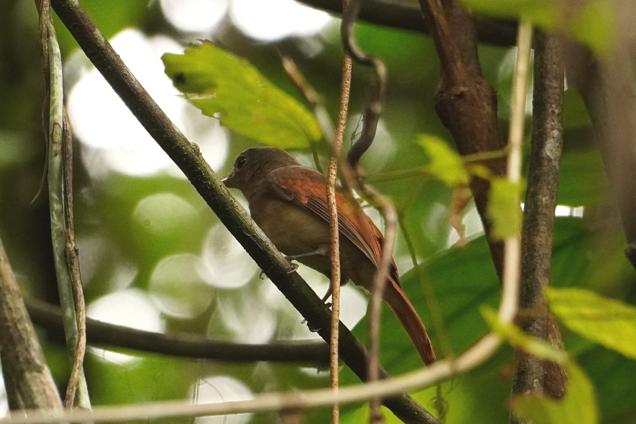 Rufous-winged Philentoma (Philentoma pyrhoptera), photo 9