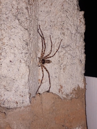 Pantropical Huntsman Spider