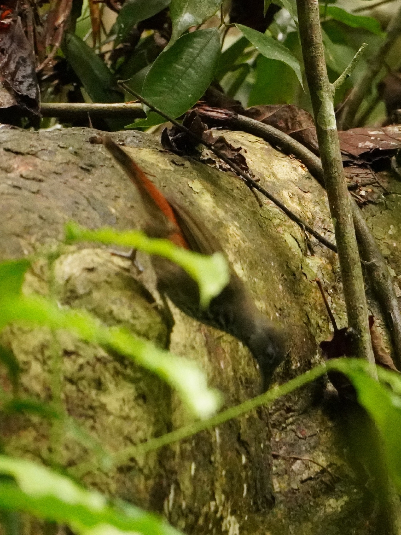 Chestnut-rumped Babbler (Stachyris maculata), photo 2
