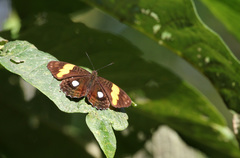 Adelpha leucophthalma