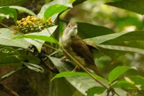Grey-cheeked Bulbul (Alophoixus tephrogenys), photo 6