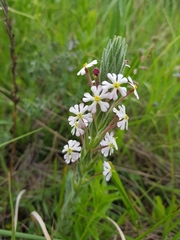Zaluzianskya elongata