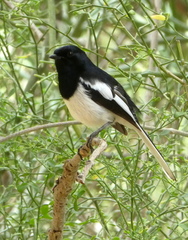 Copsychus albospecularis