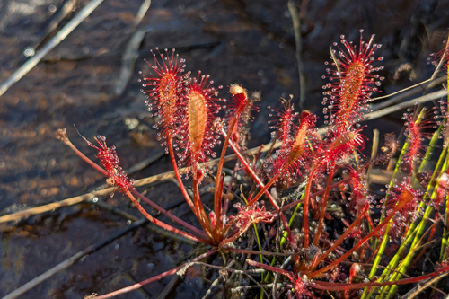 Drosera affinis
