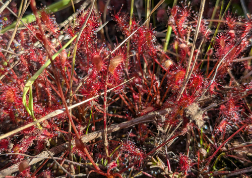 Drosera affinis