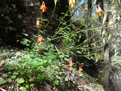 Aquilegia desertorum