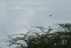 Pharmacophagus antenor