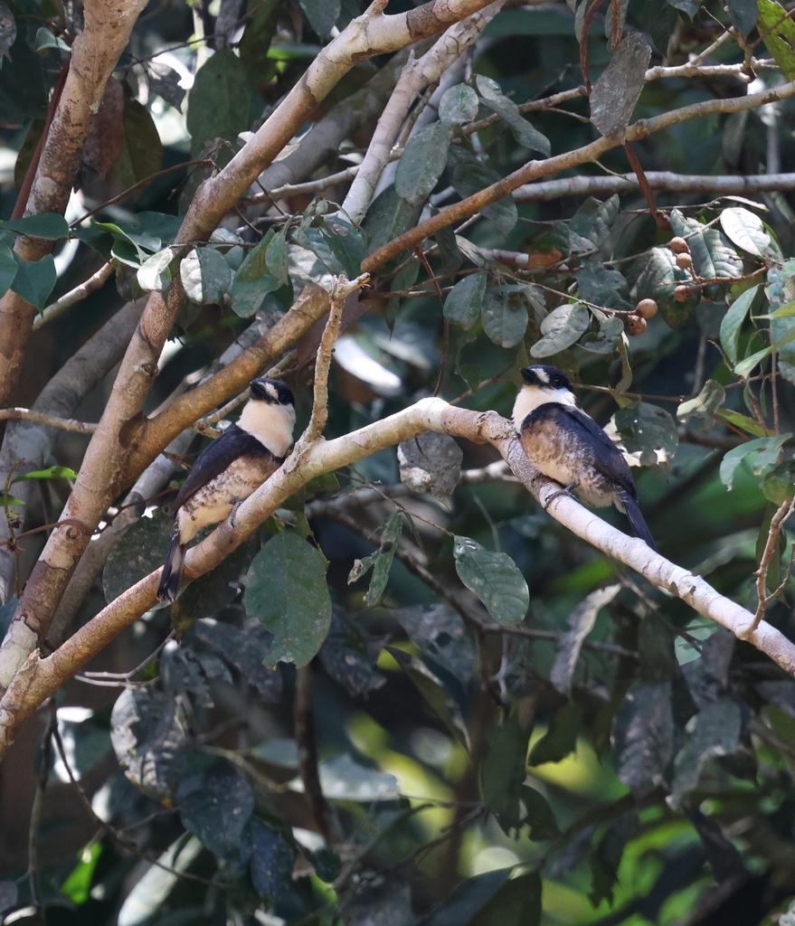 Brown-banded Puffbird