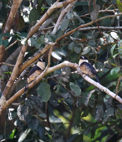 Brown-banded Puffbird