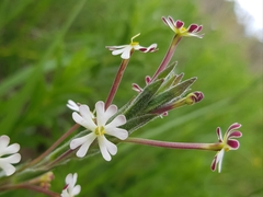 Zaluzianskya elongata