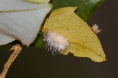 Disholandricus lasius